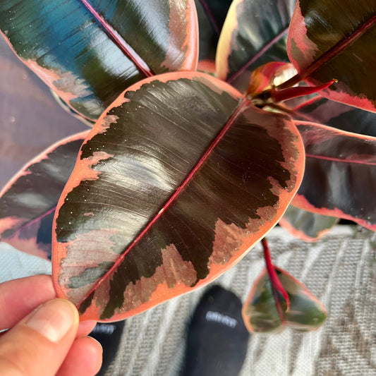 Variegated Rubber Tree