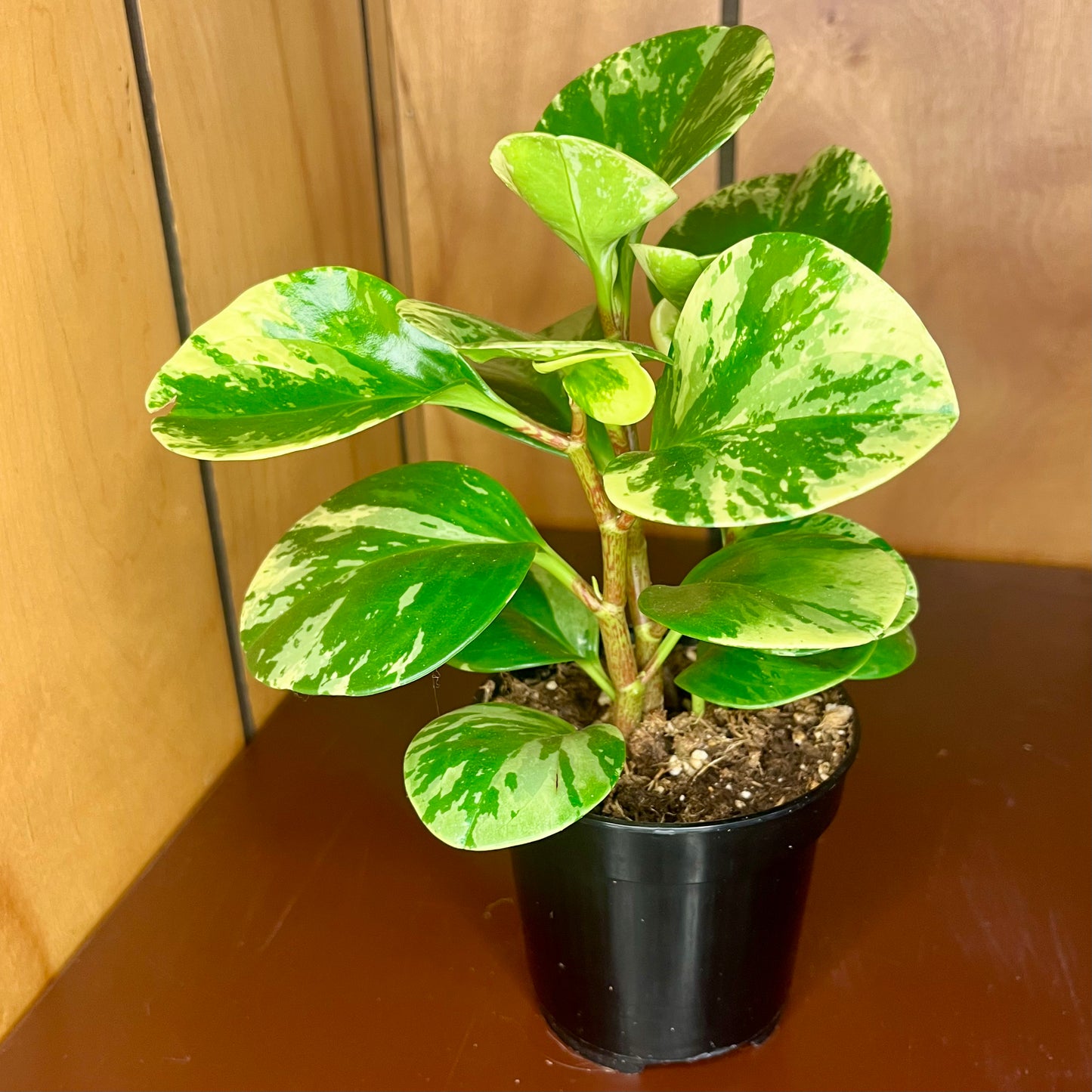 Marble Peperomia