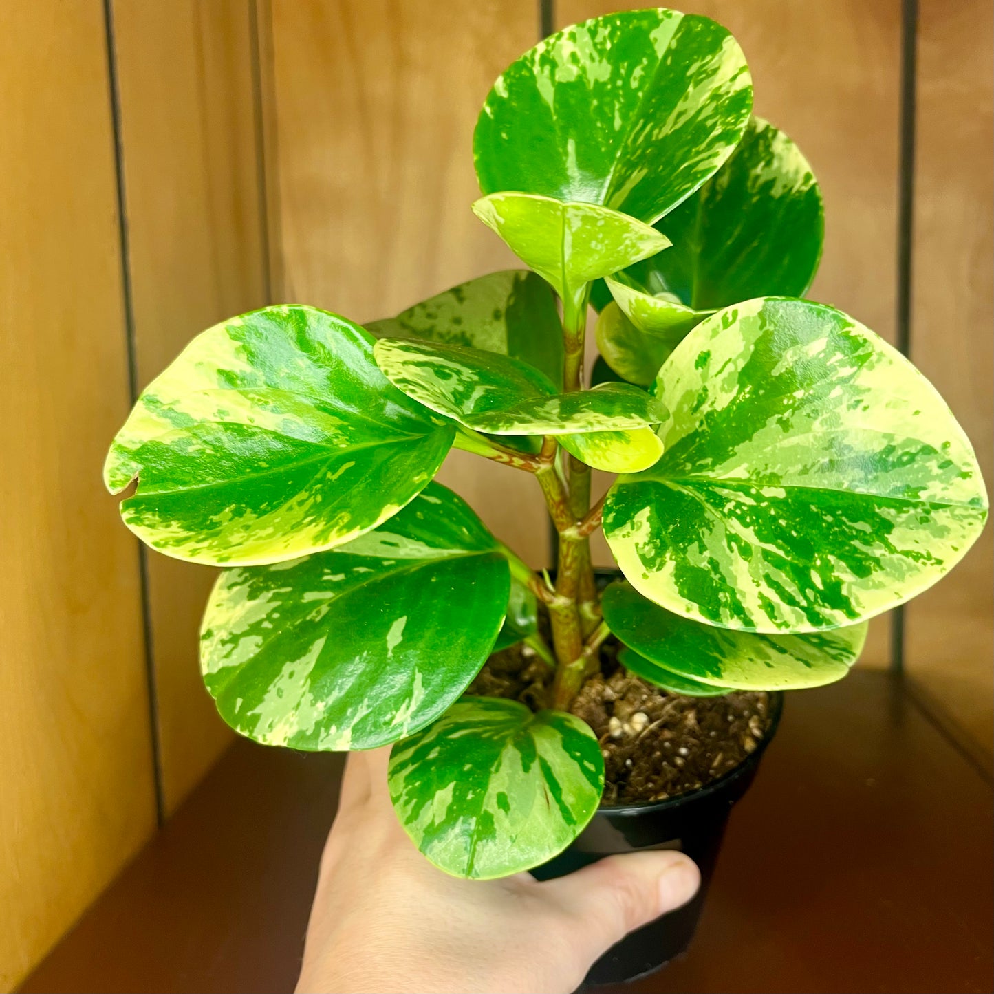Marble Peperomia