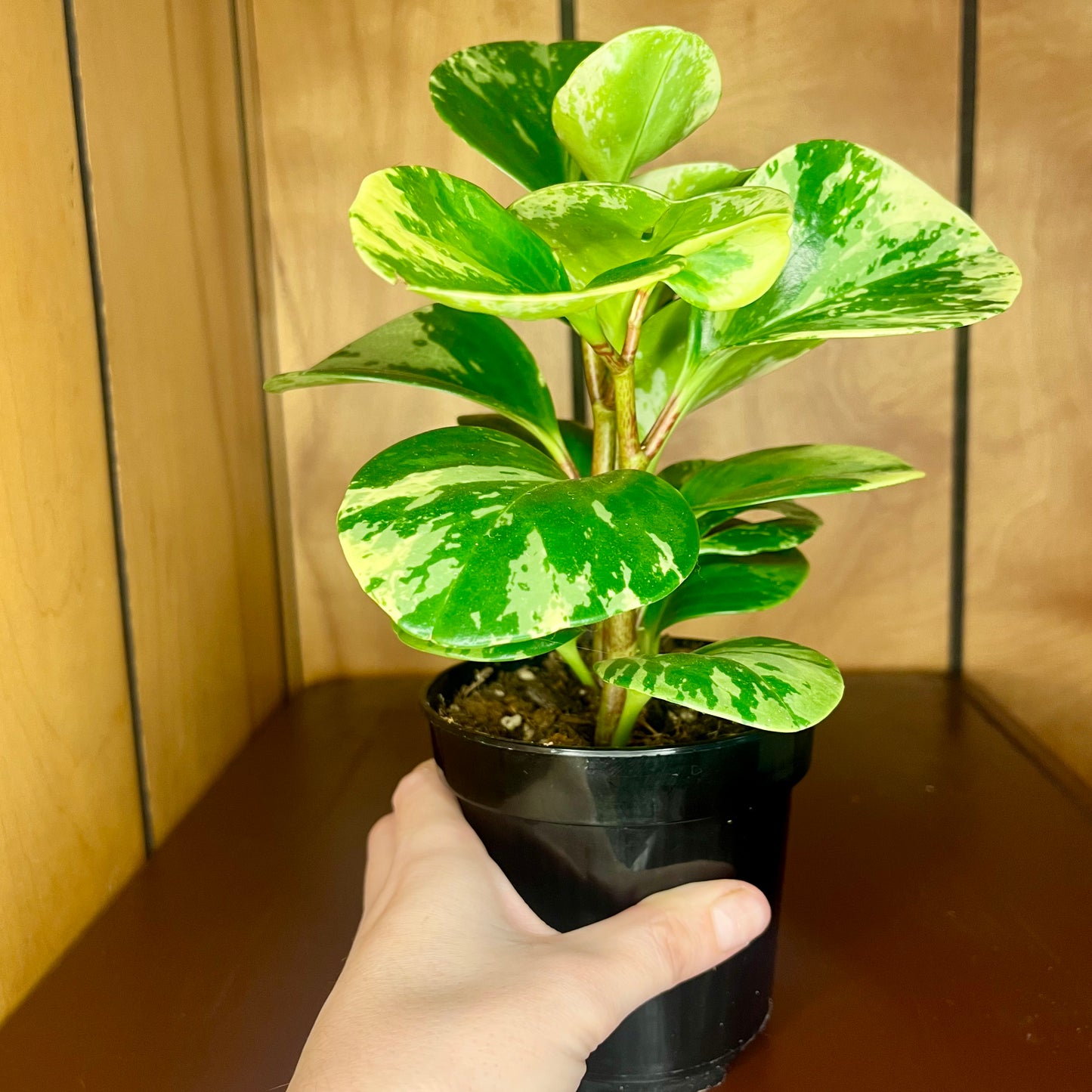 Marble Peperomia