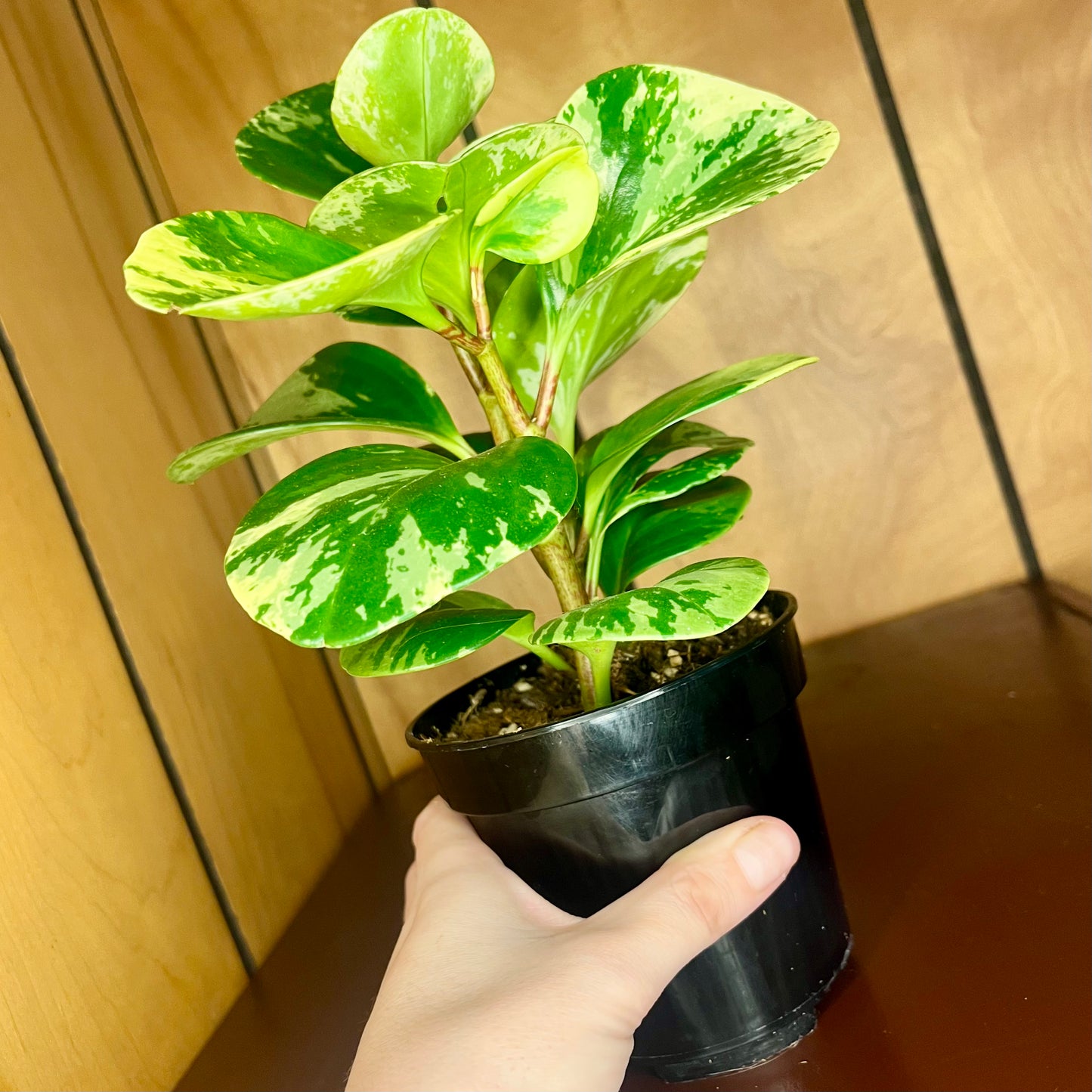 Marble Peperomia