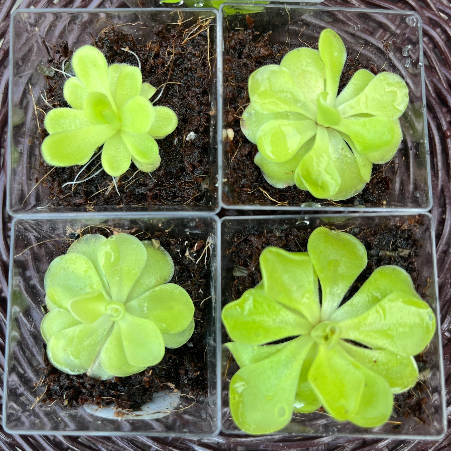 Pinguicula
