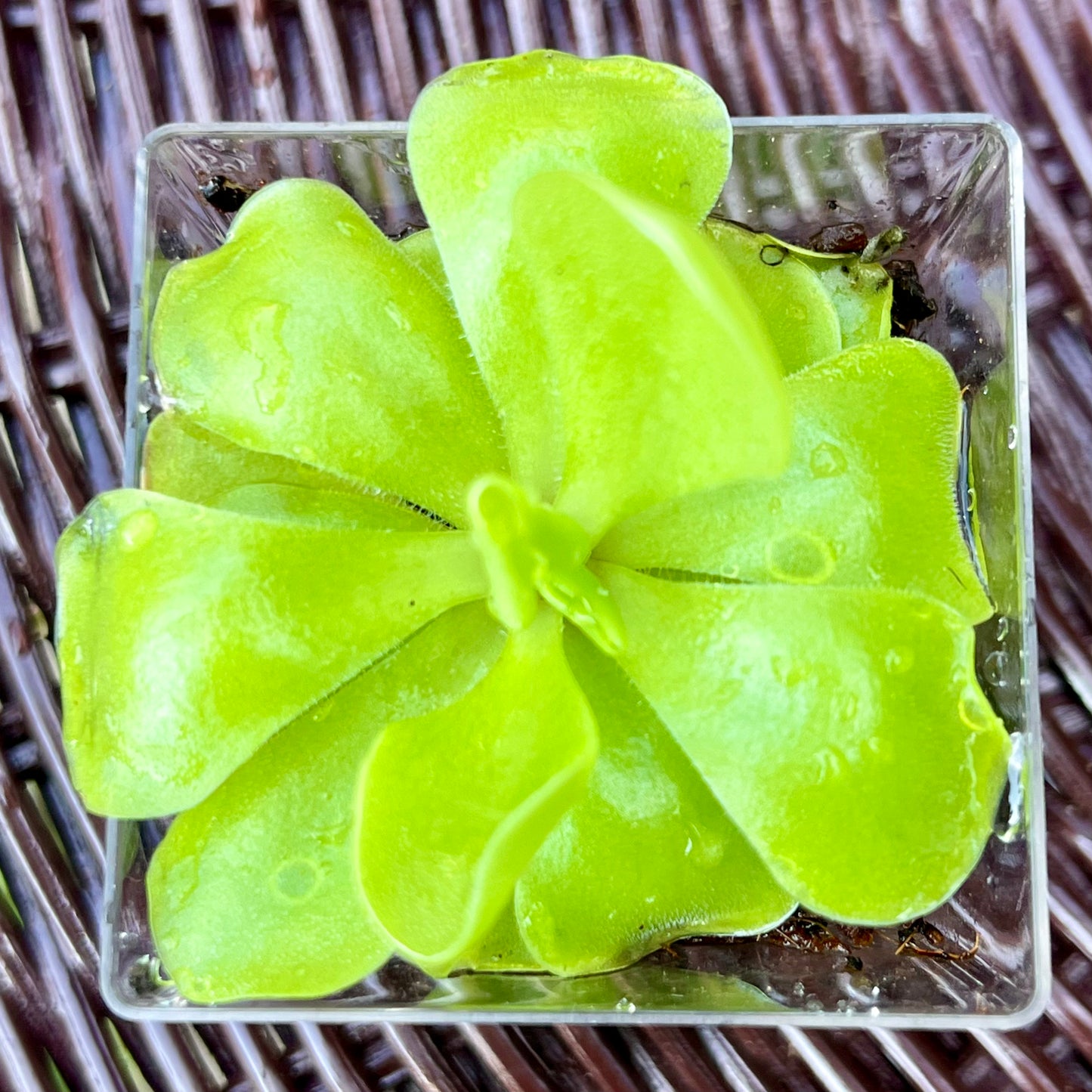 Pinguicula