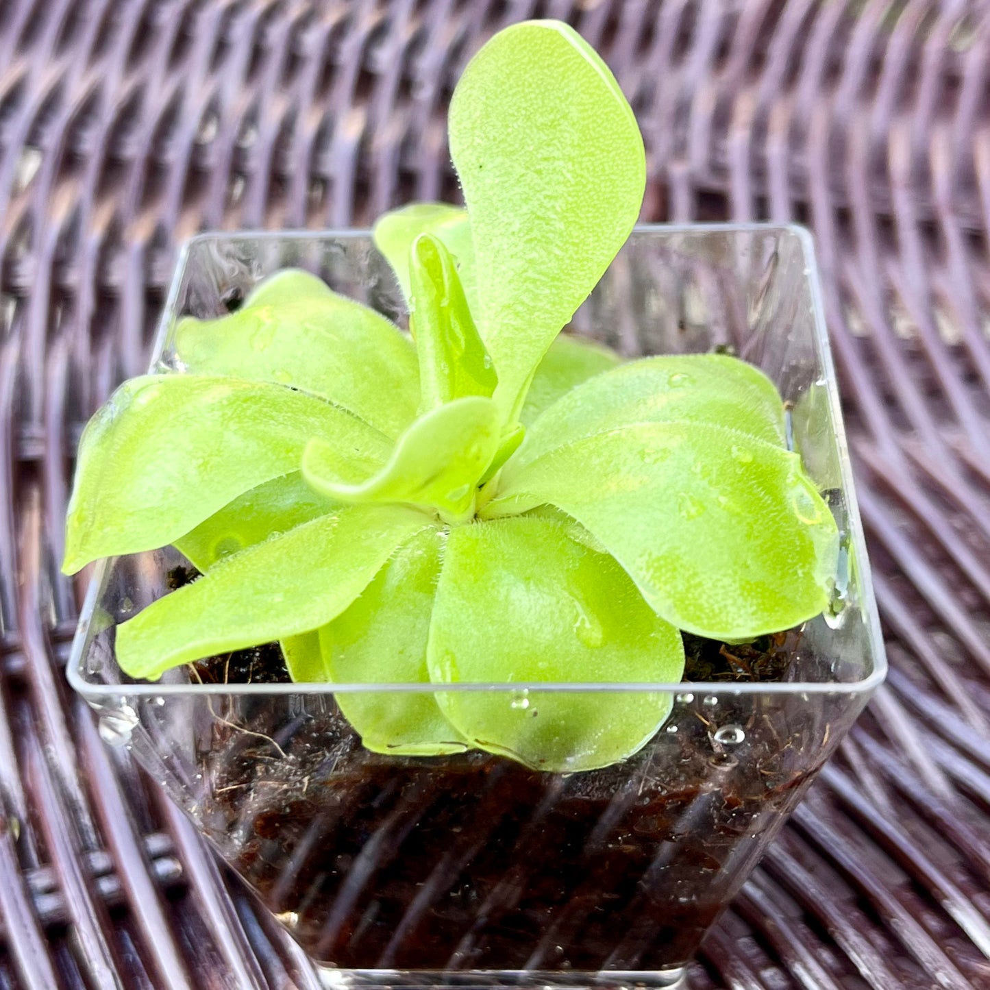 Pinguicula