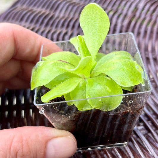 Pinguicula
