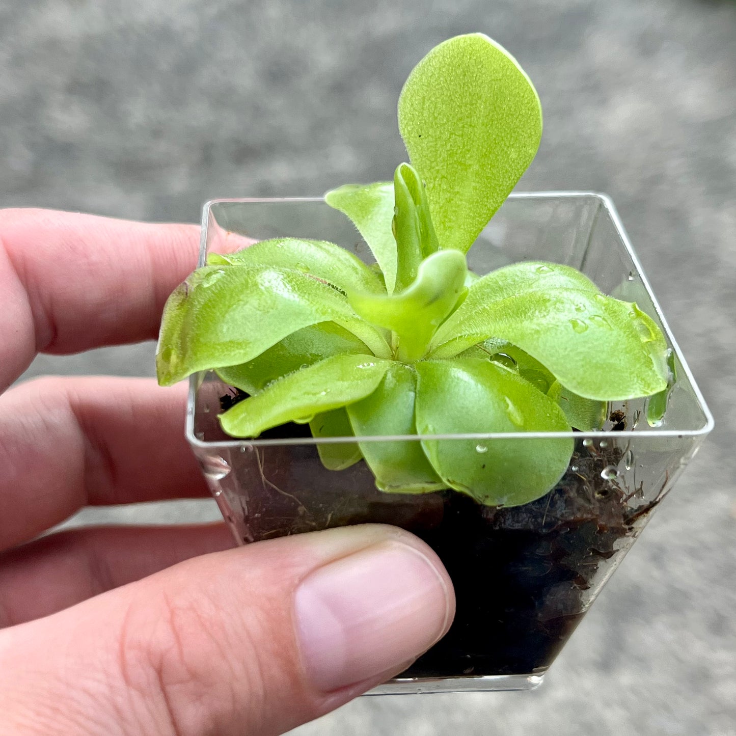 Pinguicula