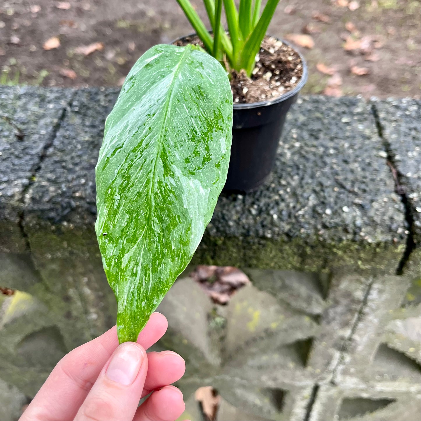 Variegated Peace Lily