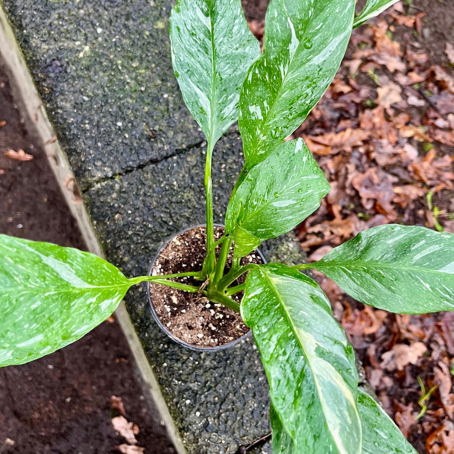 Variegated Peace Lily