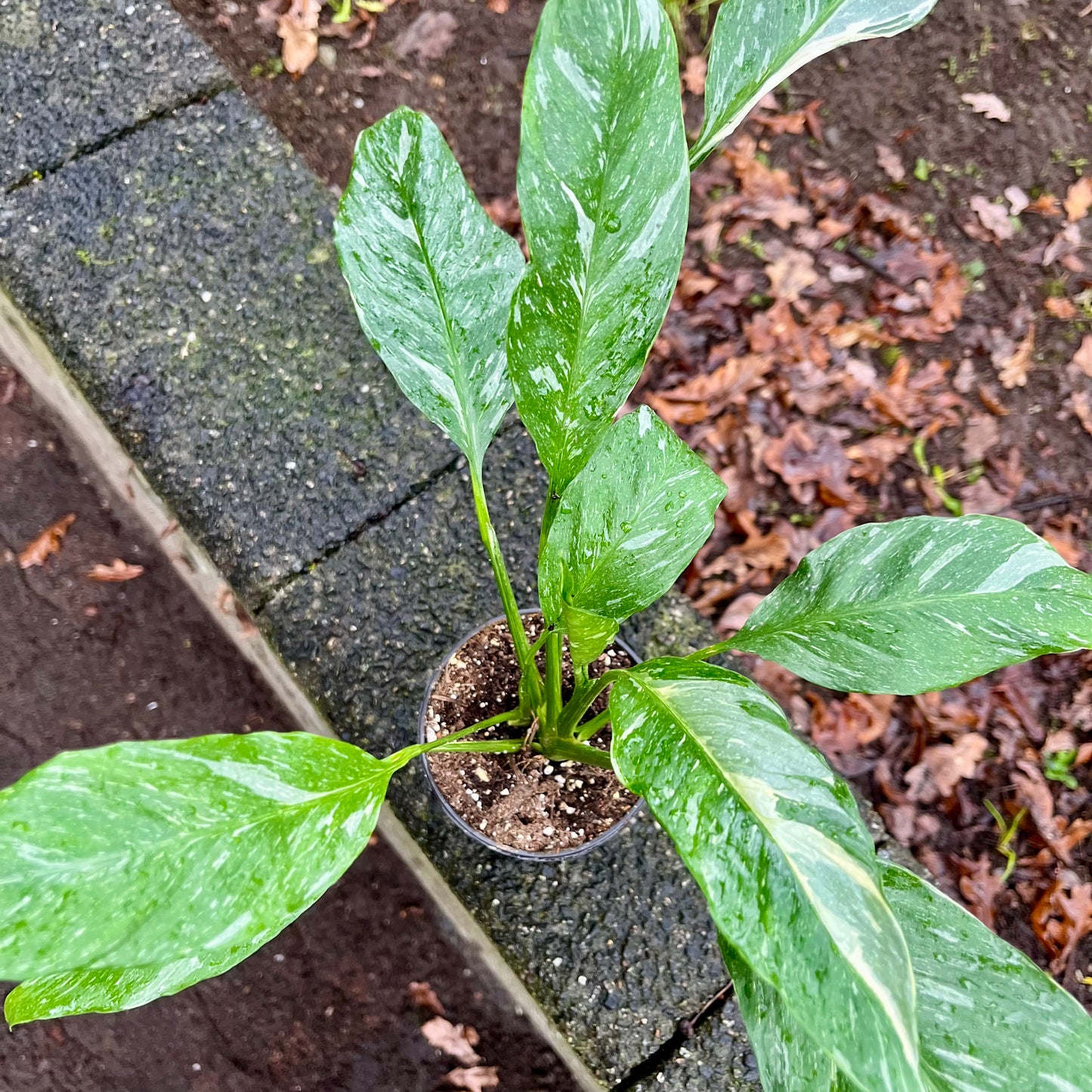 Variegated Peace Lily