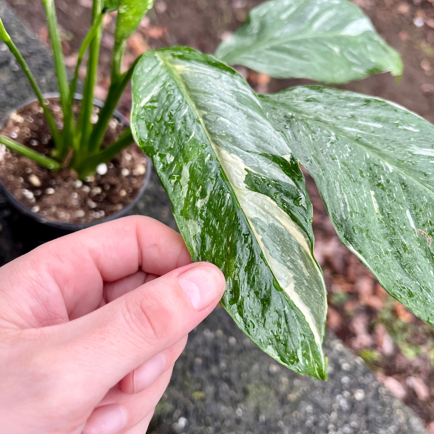 Variegated Peace Lily