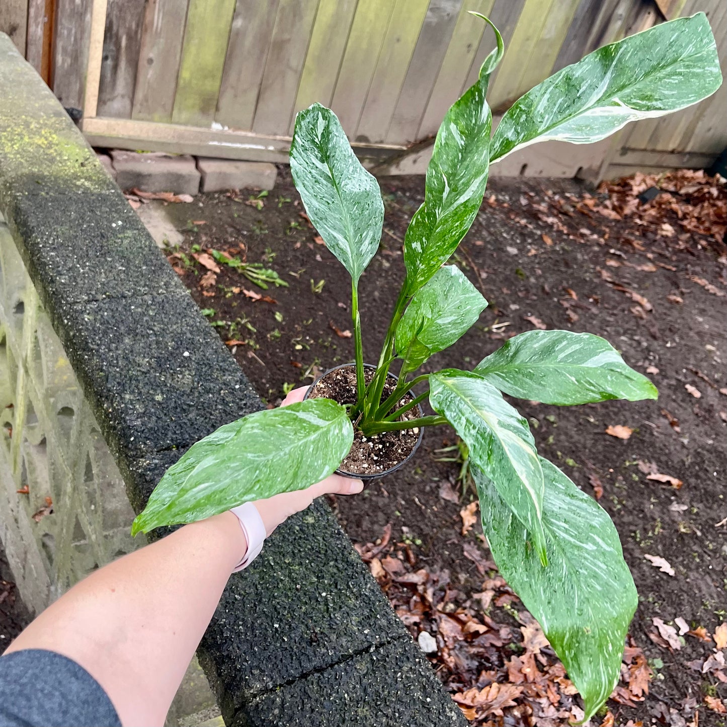 Variegated Peace Lily