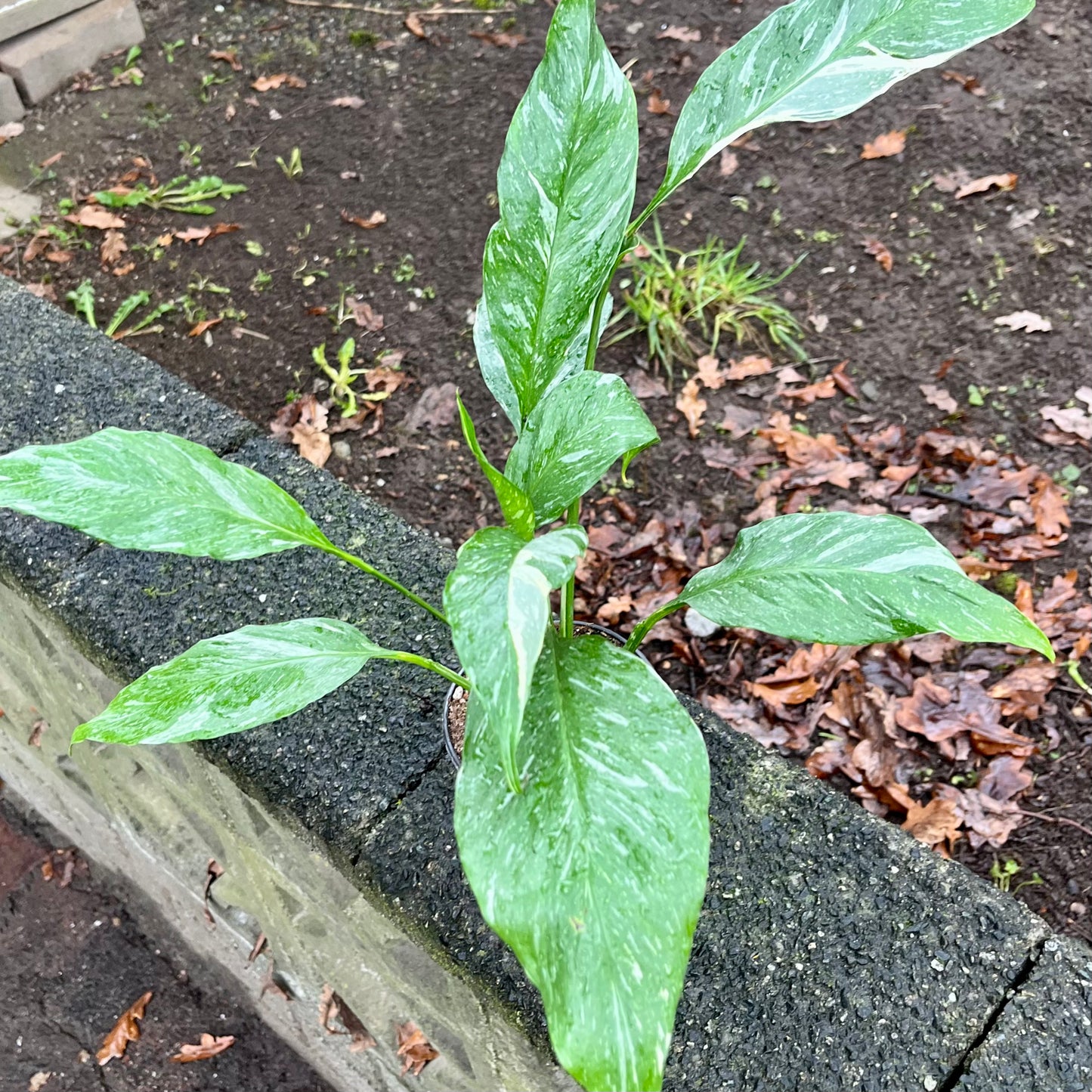 Variegated Peace Lily