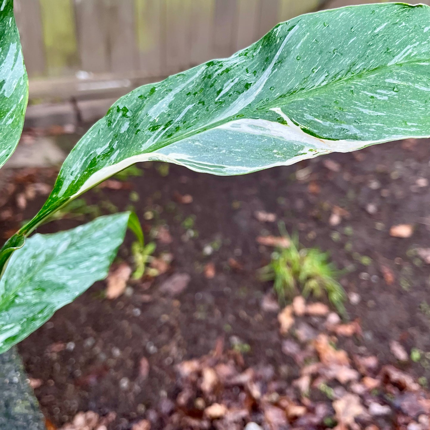 Variegated Peace Lily