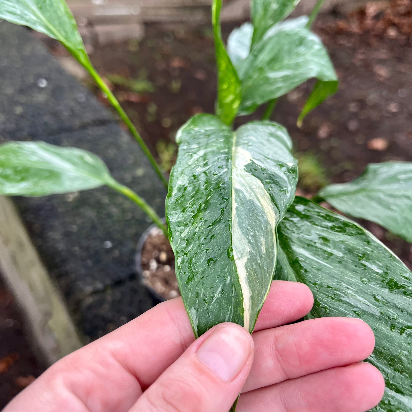 Variegated Peace Lily