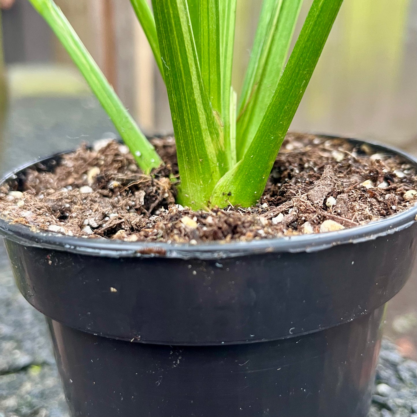 Variegated Peace Lily