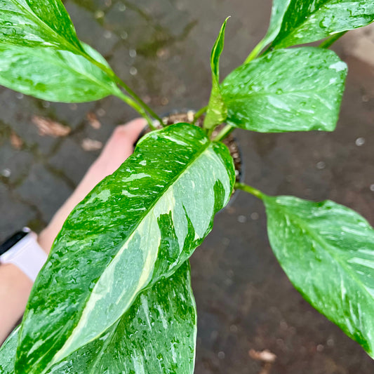 Variegated Peace Lily