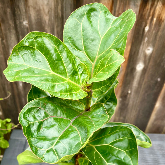 Fig Tree