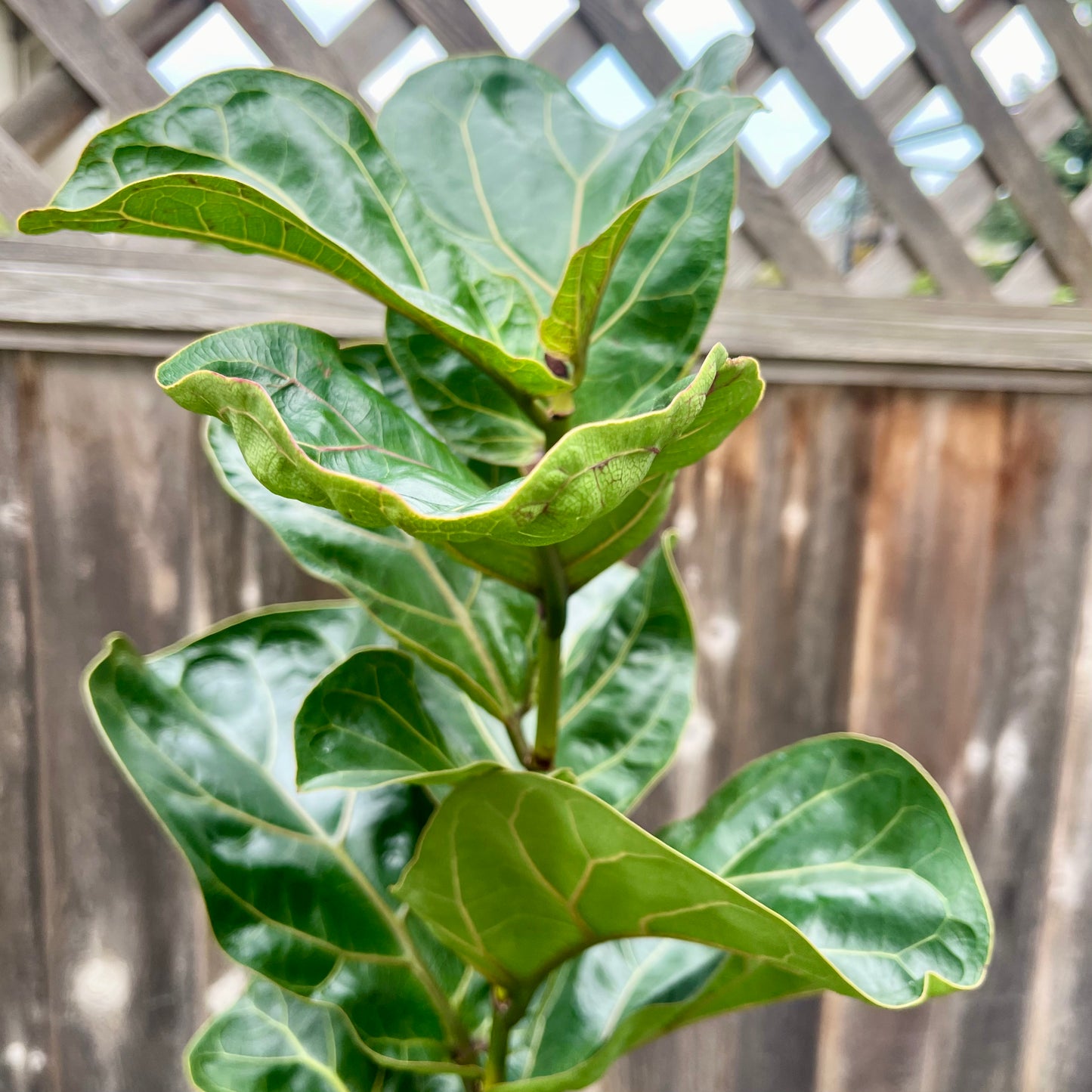 Fig Tree