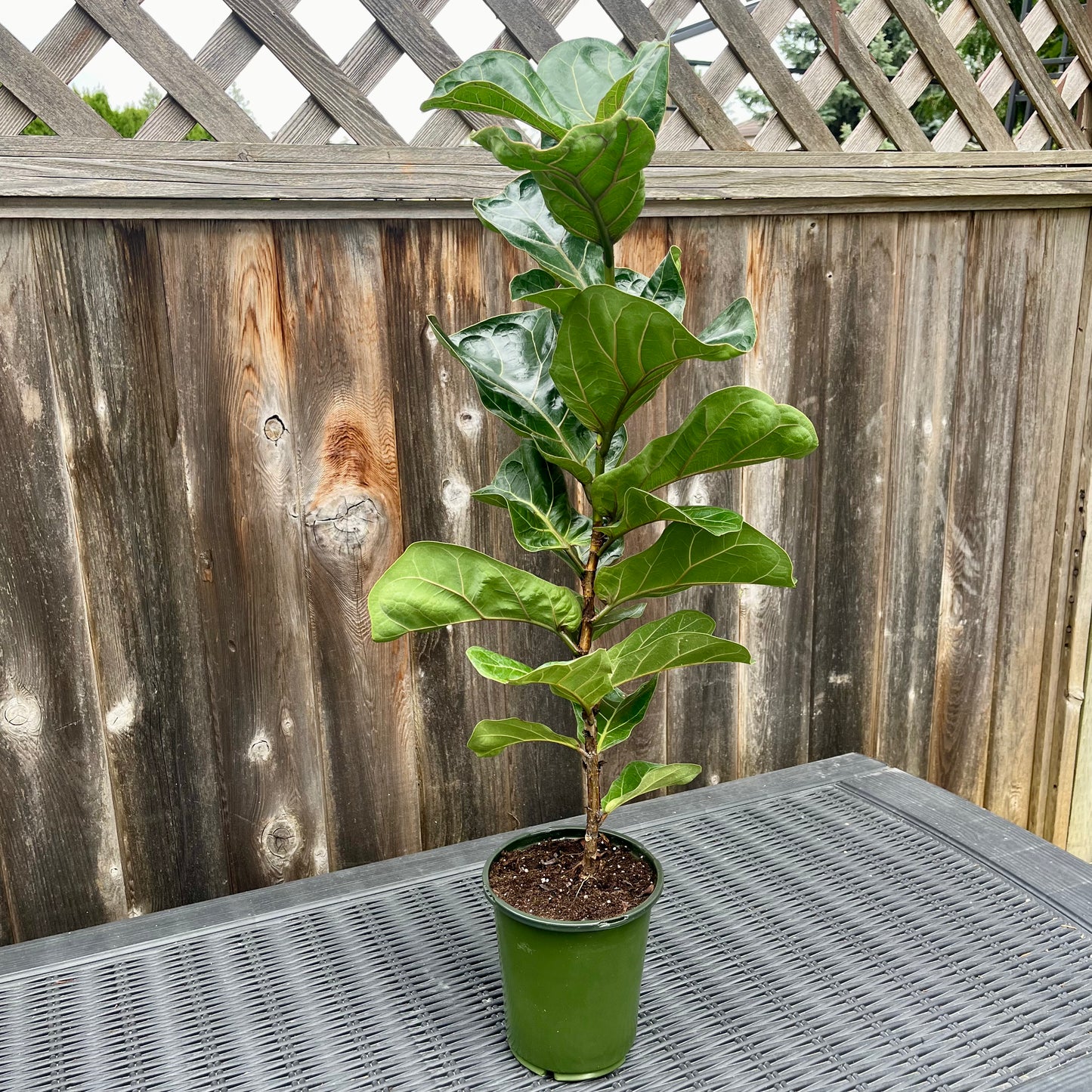 Fig Tree