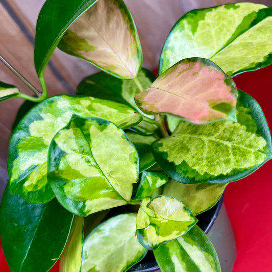 Hoya Australia