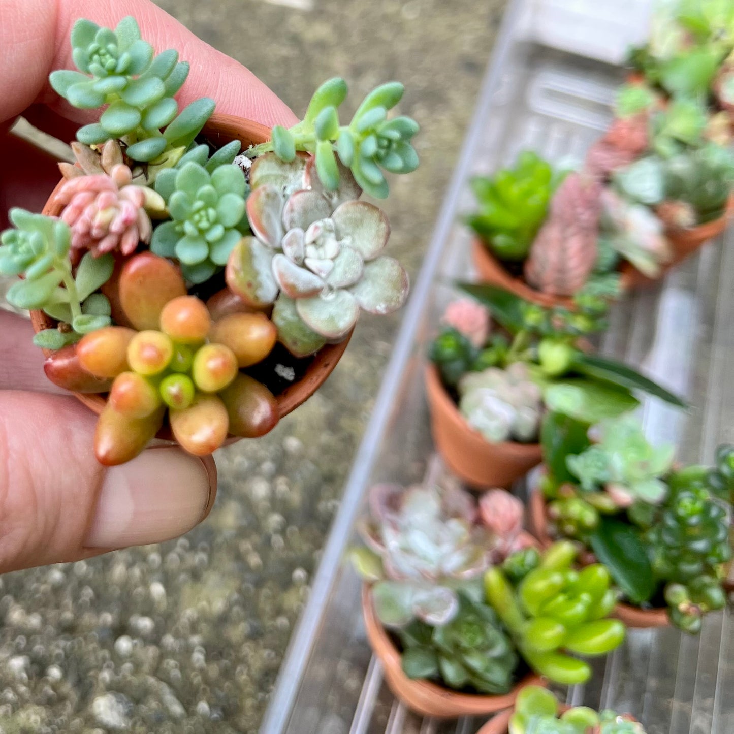 Teeny Tiny Succulents