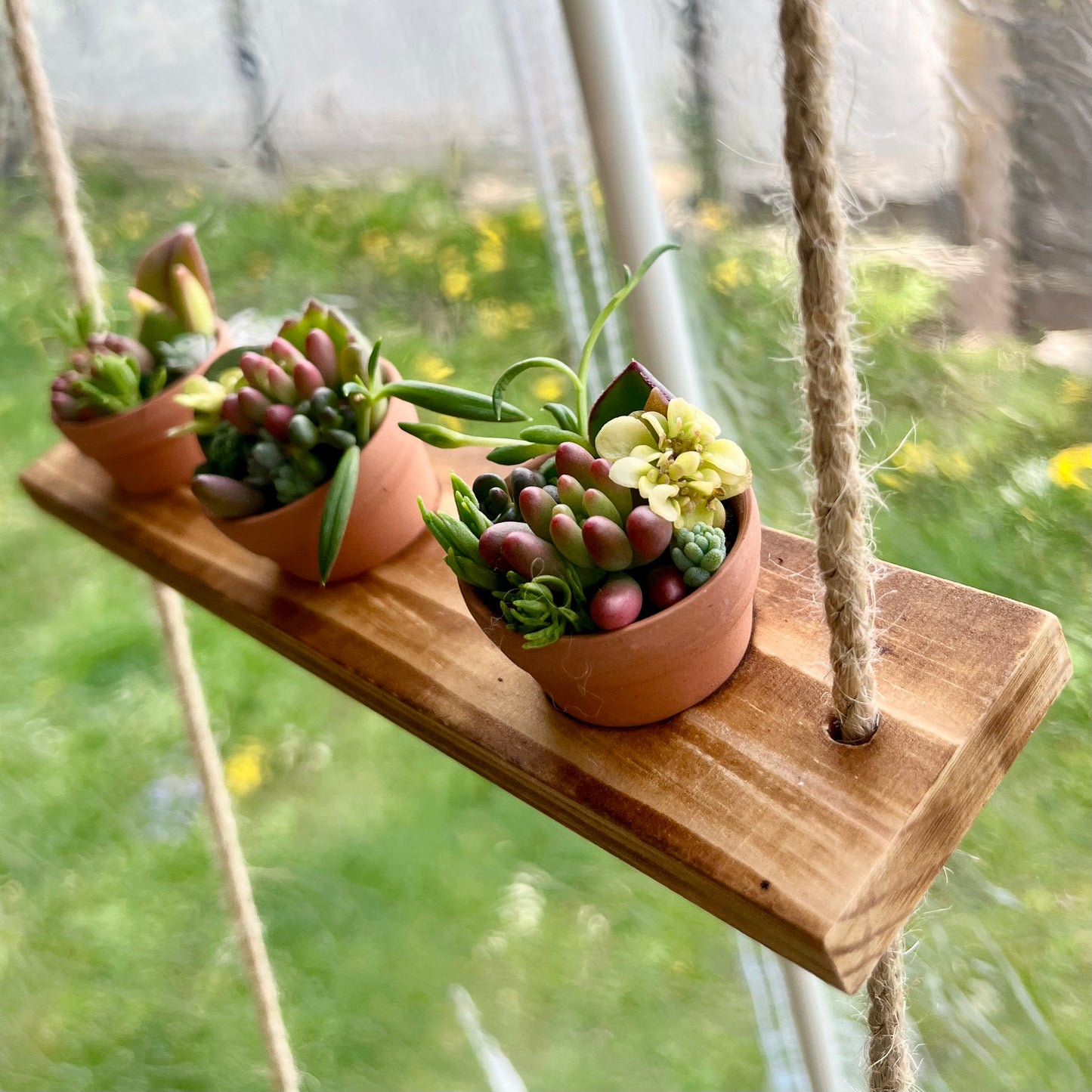 Teeny Tiny Succulents