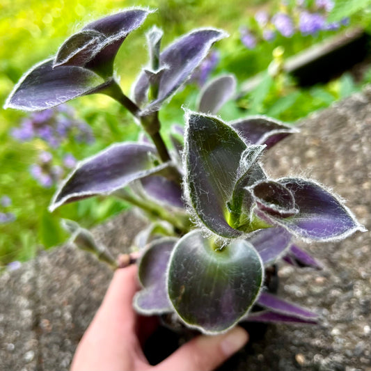 Purple Heart // Inch Plant