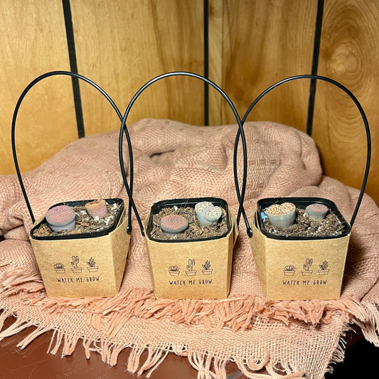Watch Me Grow: Lithops Starter Pack