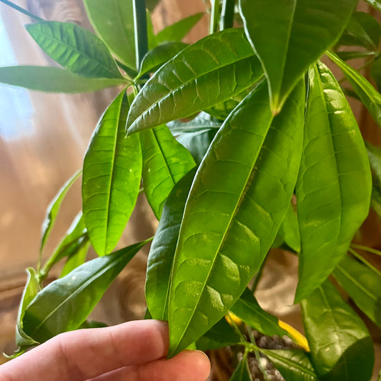 Money Tree
