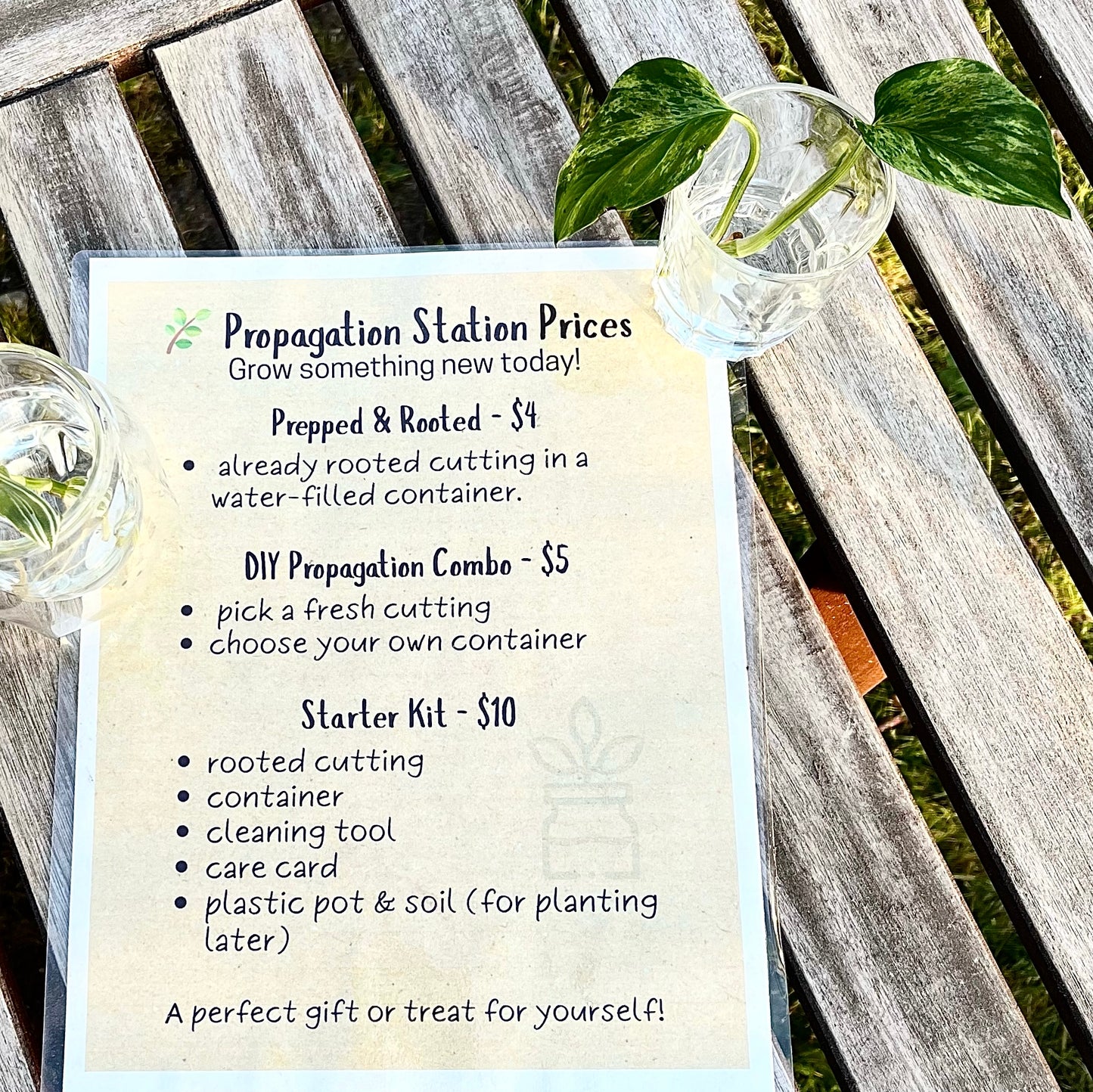 Sneak Peek – DIY Propagation Station 🌿