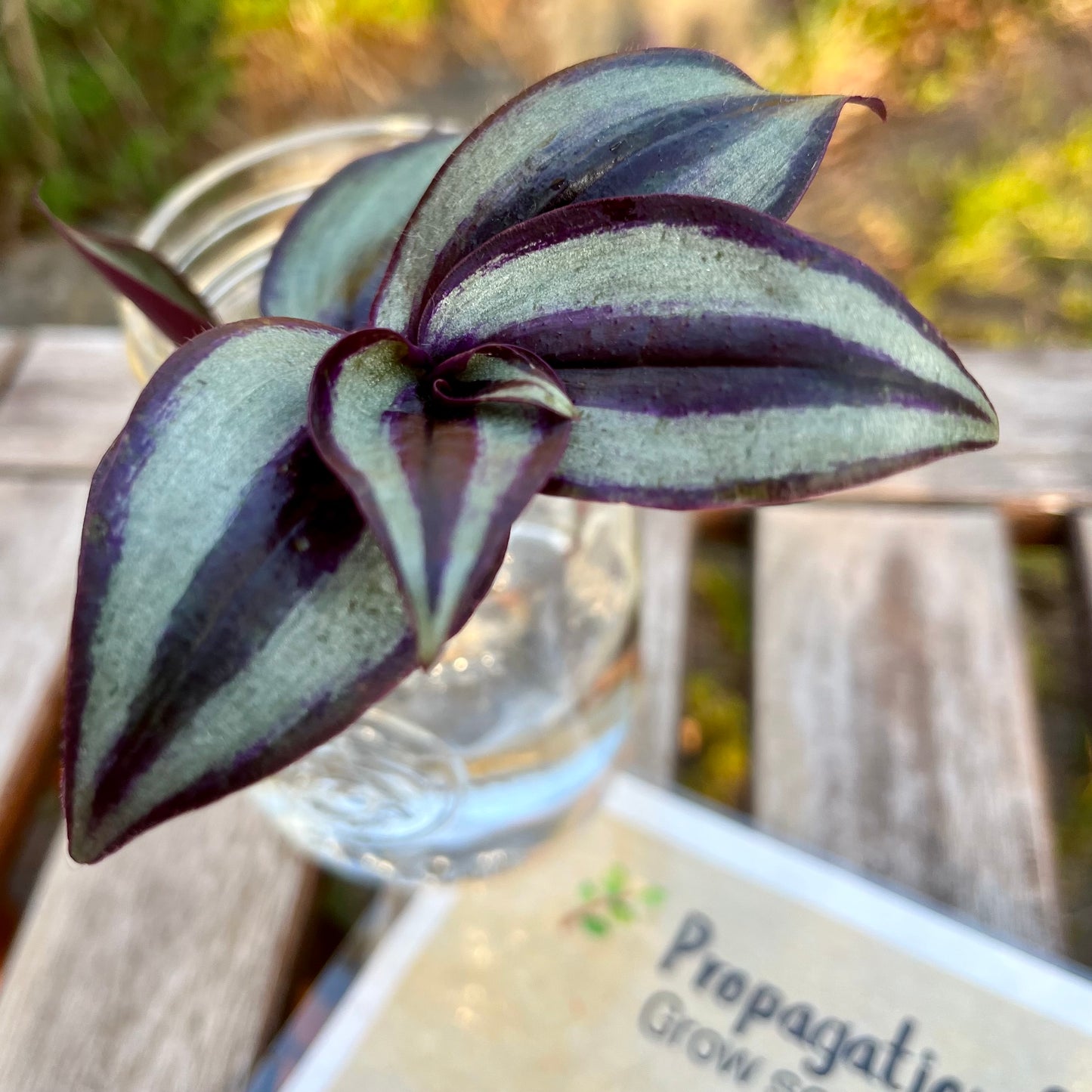 Sneak Peek – DIY Propagation Station 🌿