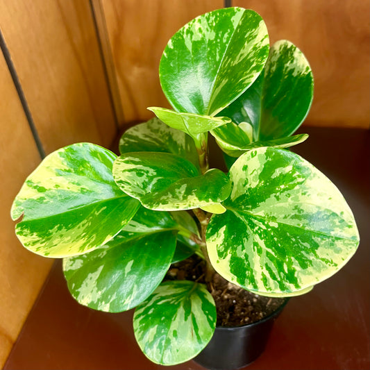 Marble Peperomia